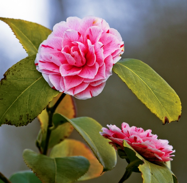 Camelia Japonesa - Tus Plantas De Casa