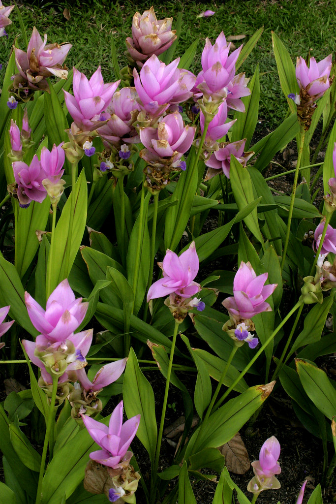 Tulipán De Siam - Tus Plantas De Casa
