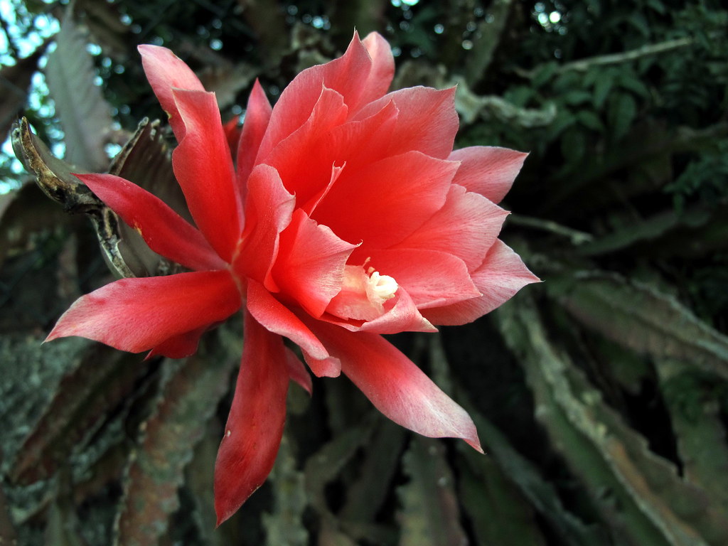 Cactus Orquídea - Tus Plantas De Casa