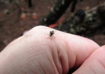 cráter Enfadarse esclavo Como Eliminar Mosquitos De Las Plantas - Tus Plantas De Casa